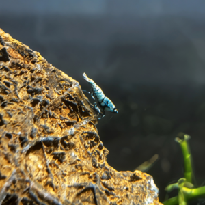 Black Galaxy Pinto Shrimp