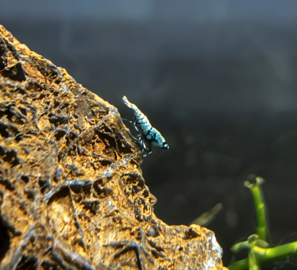 Black Galaxy Pinto Shrimp
