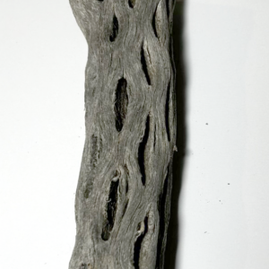 Cholla Wood Large